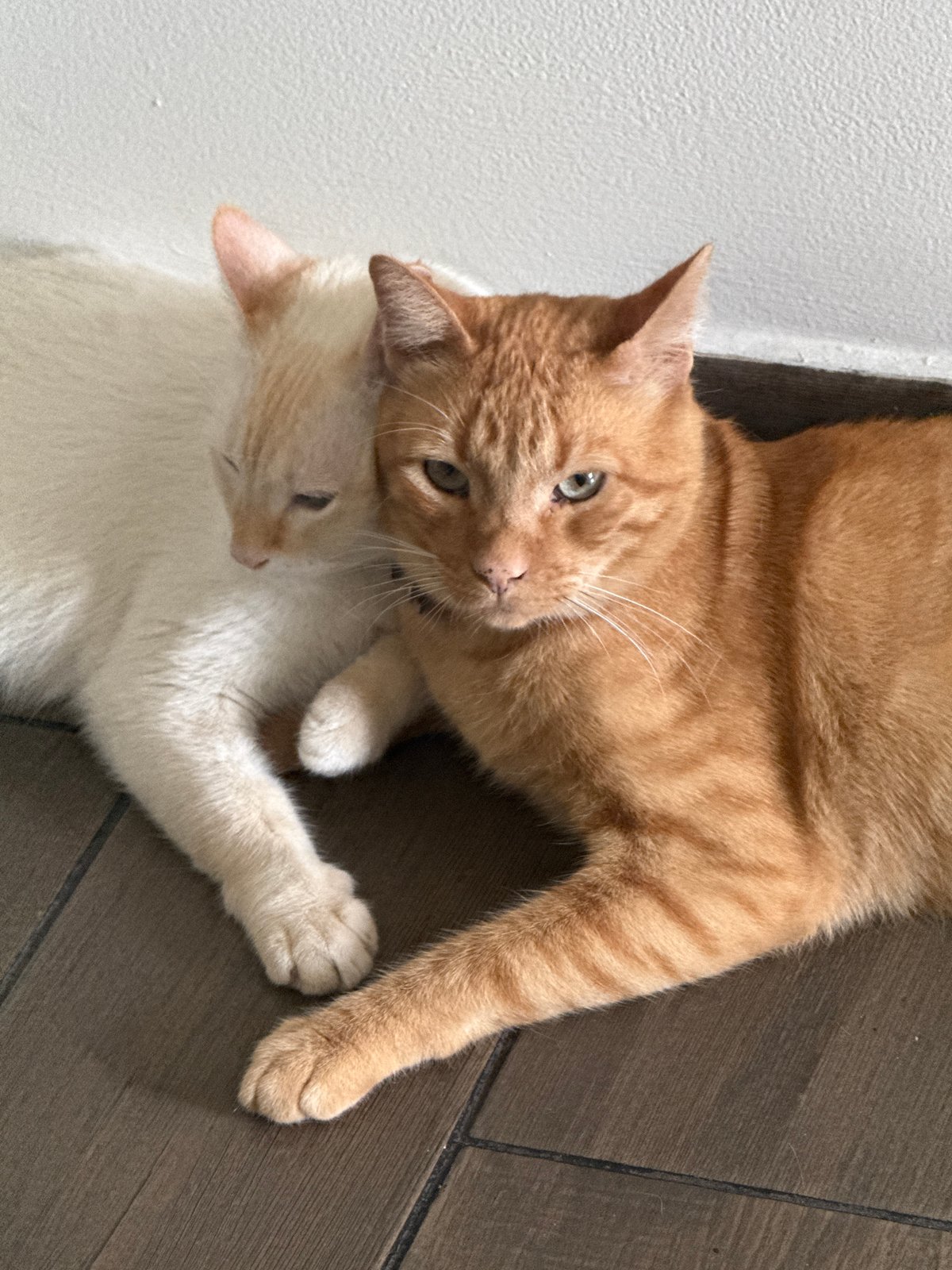 Cats rest on floor, person in buckled flats nearby