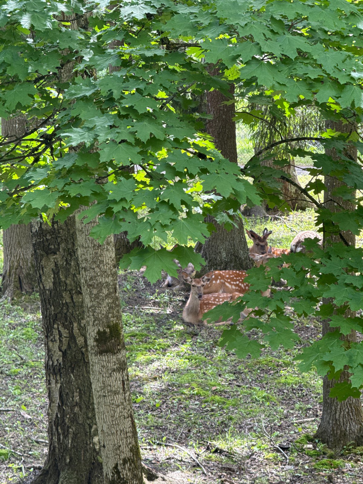 Wildlife and locals share peaceful moments in Peresvet park