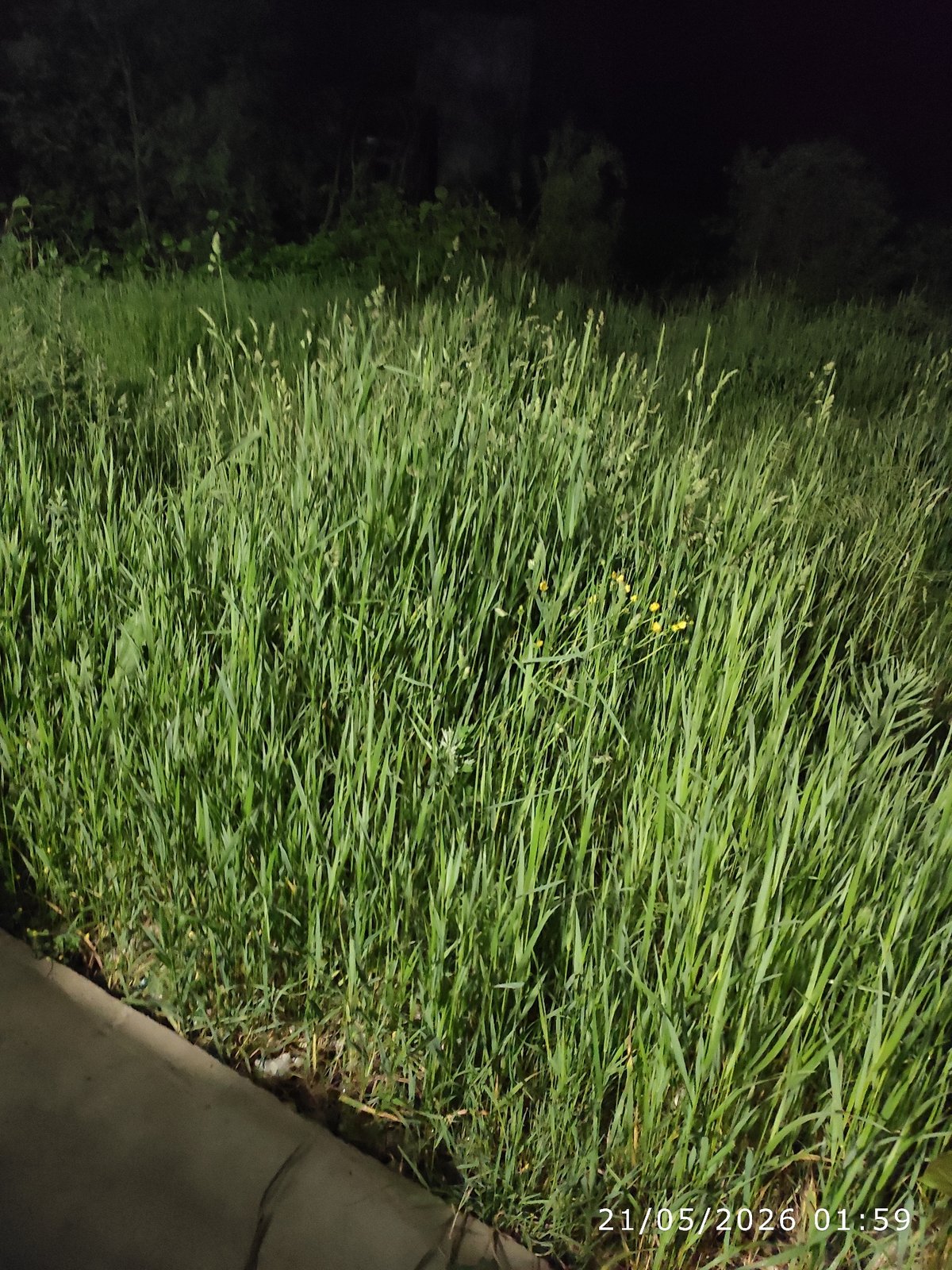 Overgrown grass observed beside sidewalk in Smolyan at night