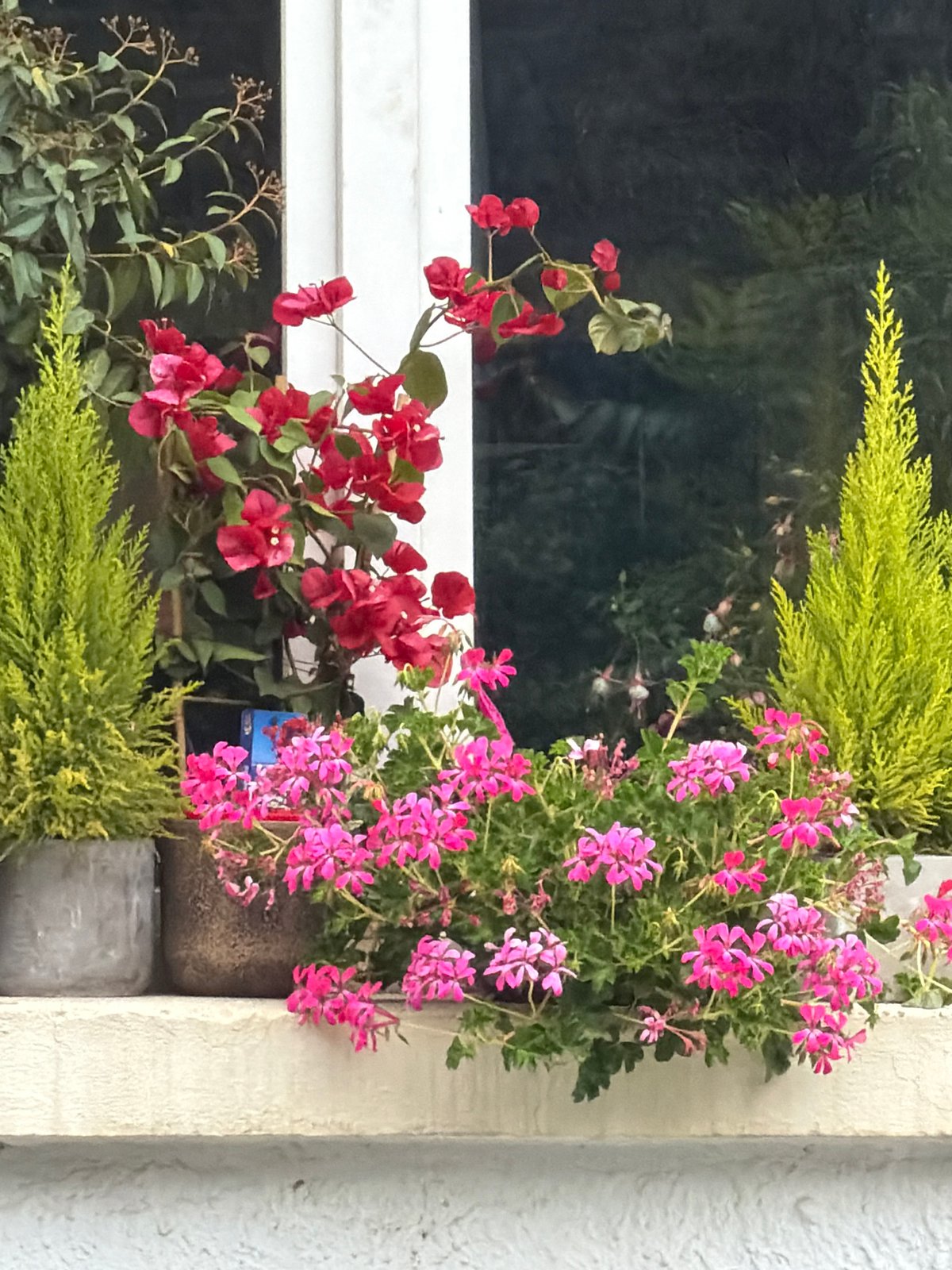 Colorful window box garden spotted in Sofia, Bulgaria