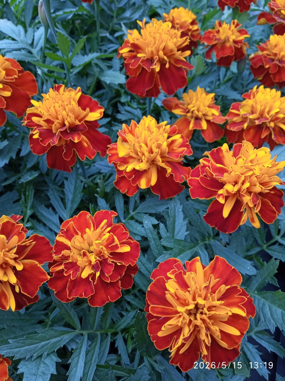 Spring flowers bloom in Krasnoyarsk garden morning display