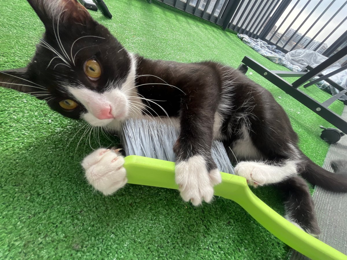 Playful kitten and casual selfies captured in Saint Petersburg