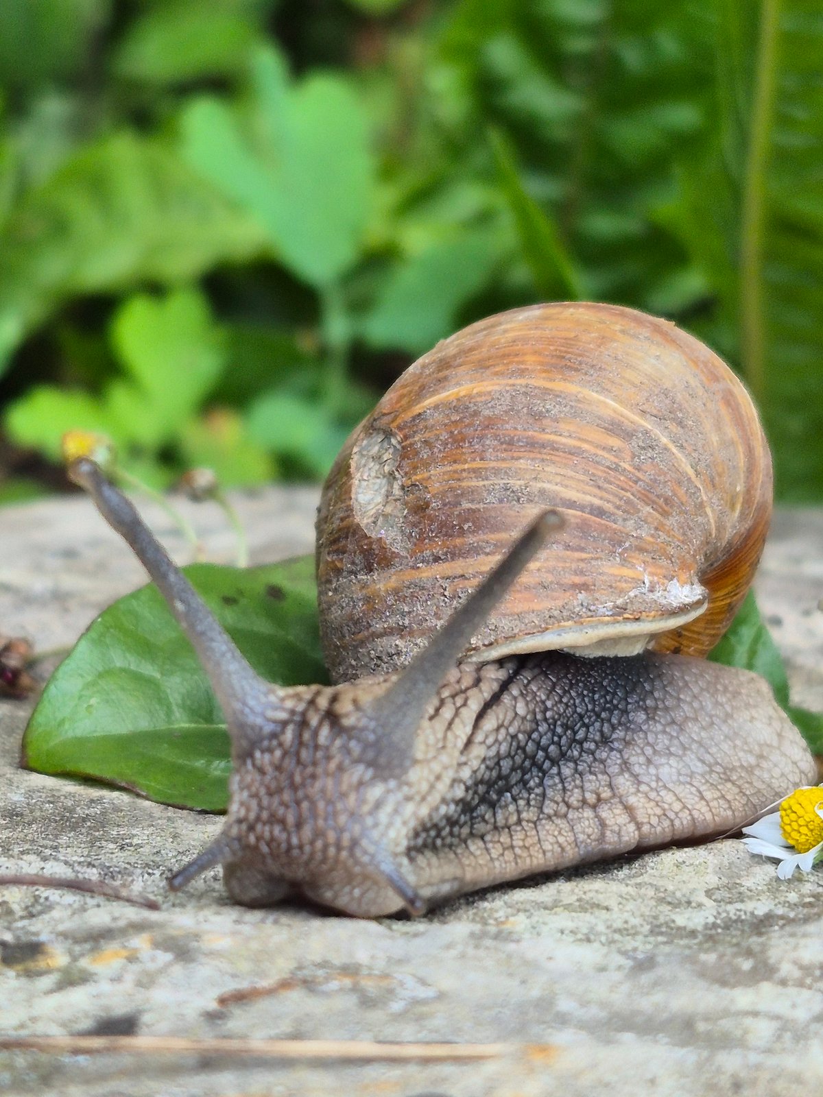Close-up garden snail photography across rocks, grass, and pavement