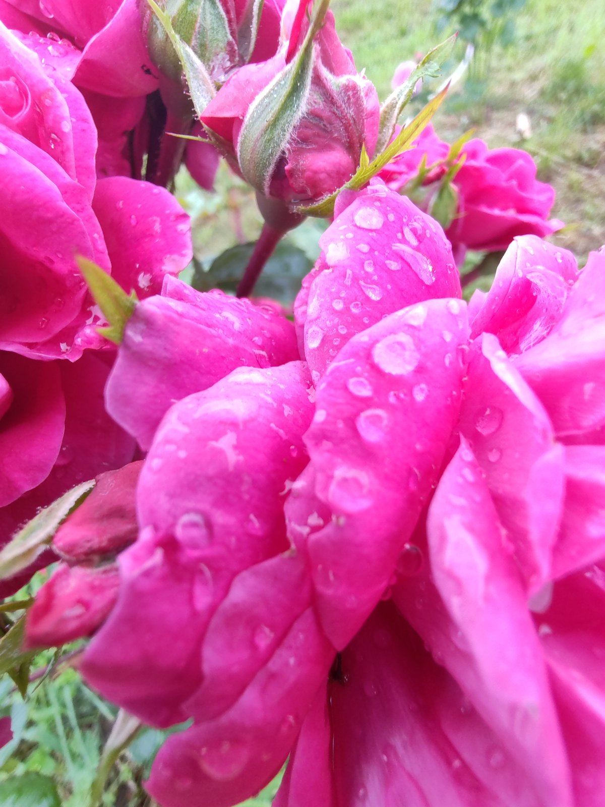 Rainy summer morning at home in rural Chukhloma, Russia