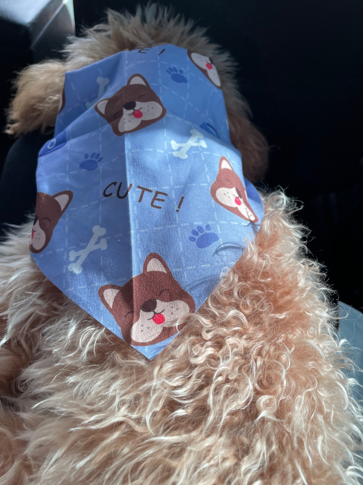 Dog in decorative bandana photographed in Artimet, Armenia