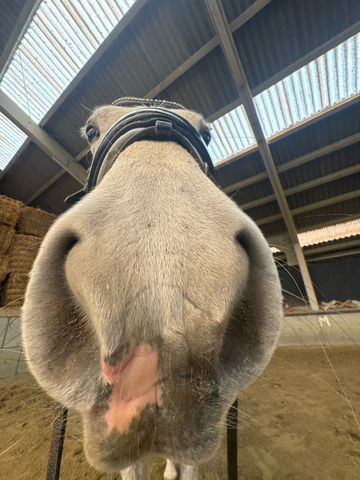 Horse documented at Belgian equestrian facility in Estaimpuis