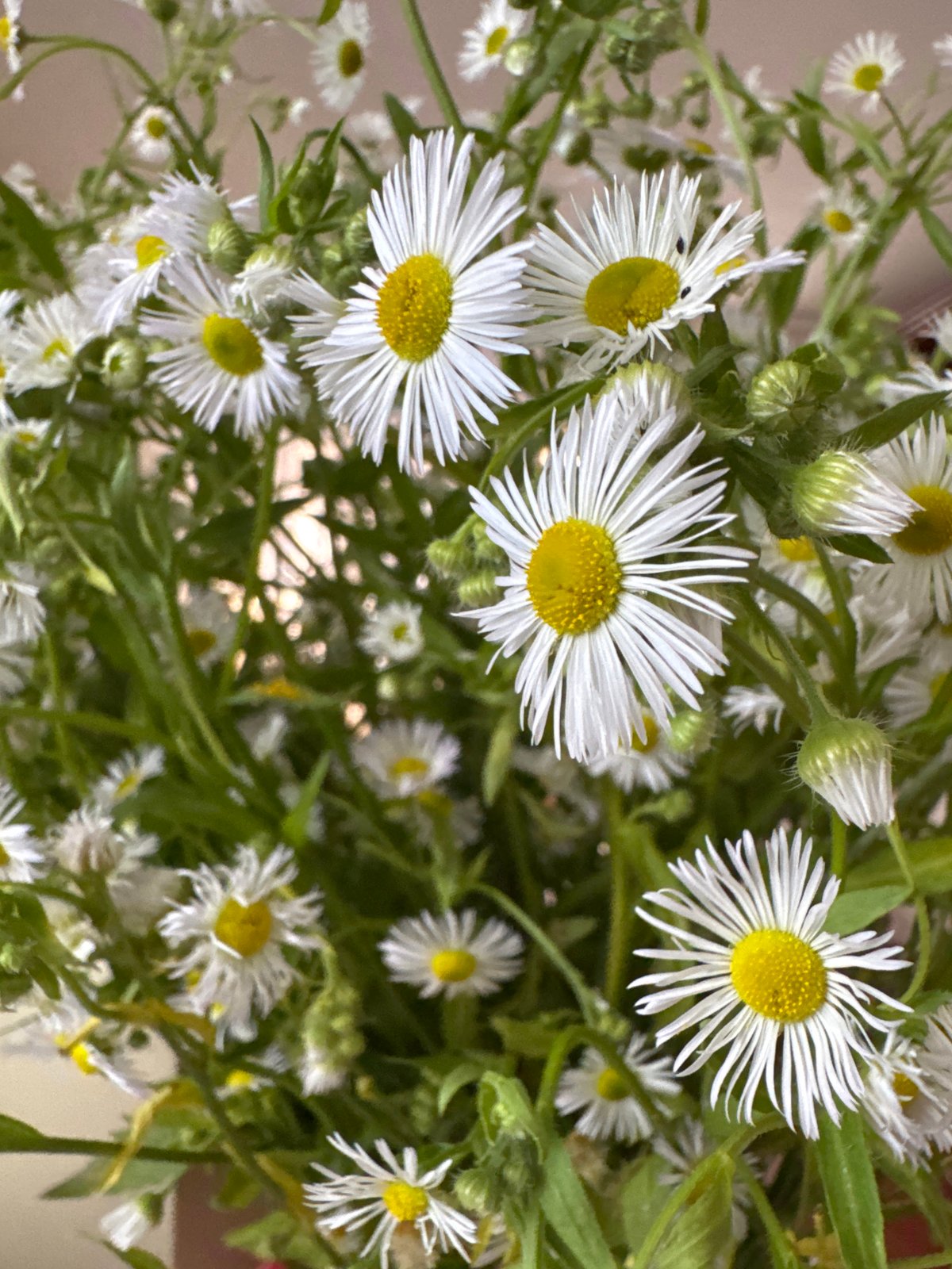 Close-up of a white and yellow daisy bouquet