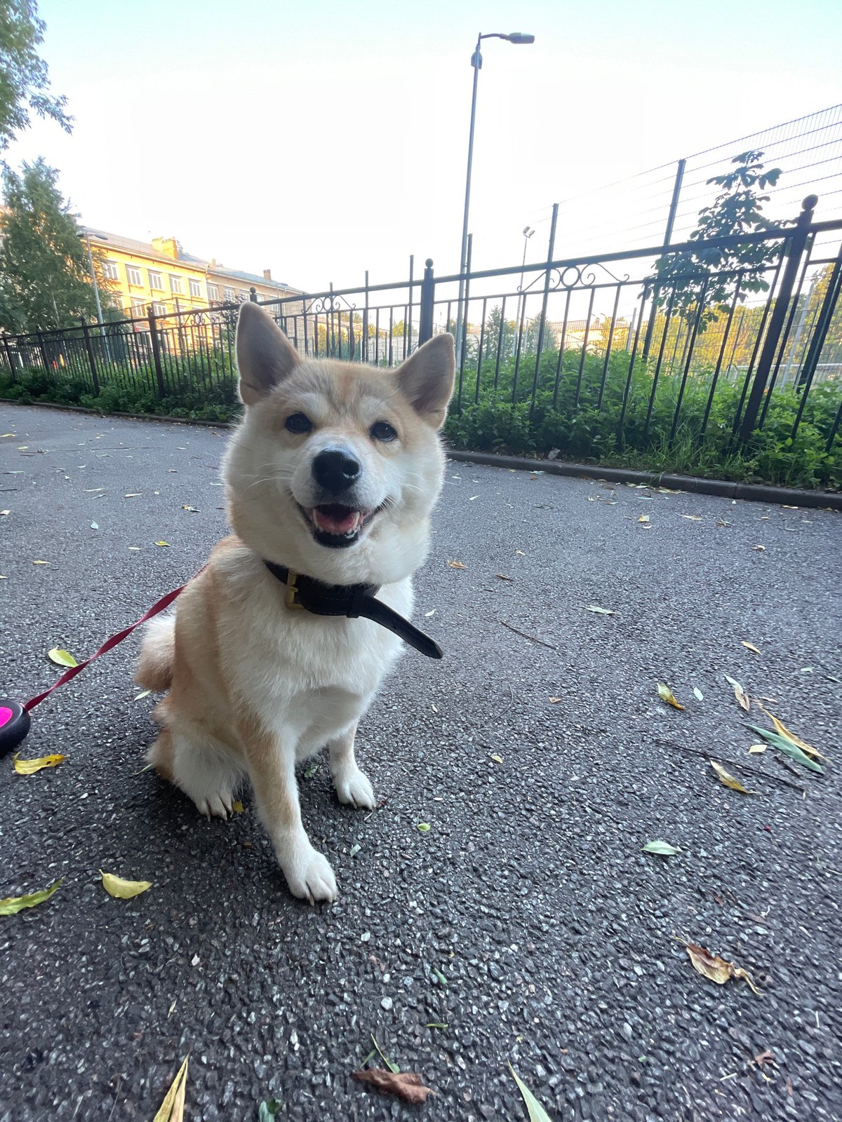 Shiba Inu in a Saint Petersburg park, city wear all around
