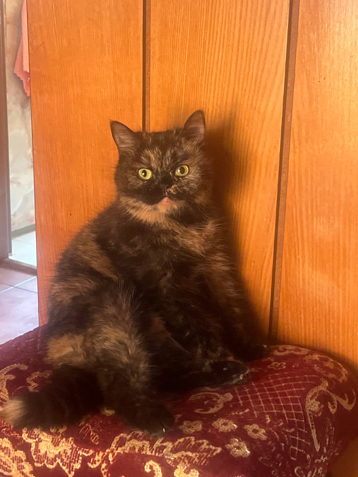 Tortoiseshell cat on a cushion, Białystok interior