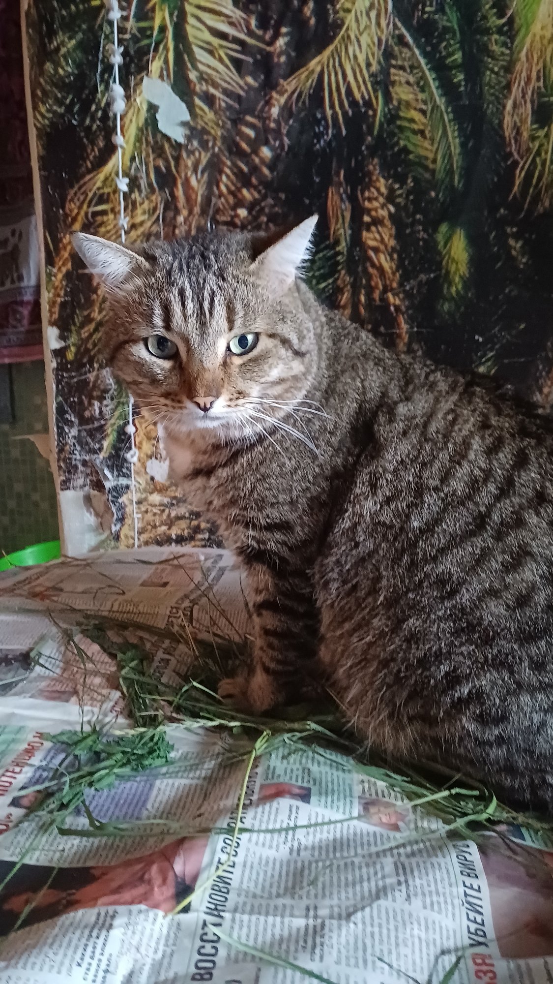 Tabby cat spends a lazy afternoon in an Izhevsk bedroom