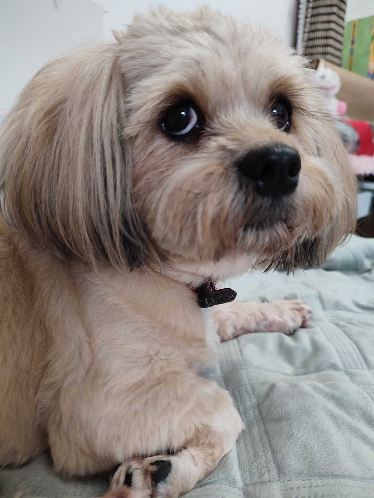 Fluffy small dog looks up at the camera, Russia
