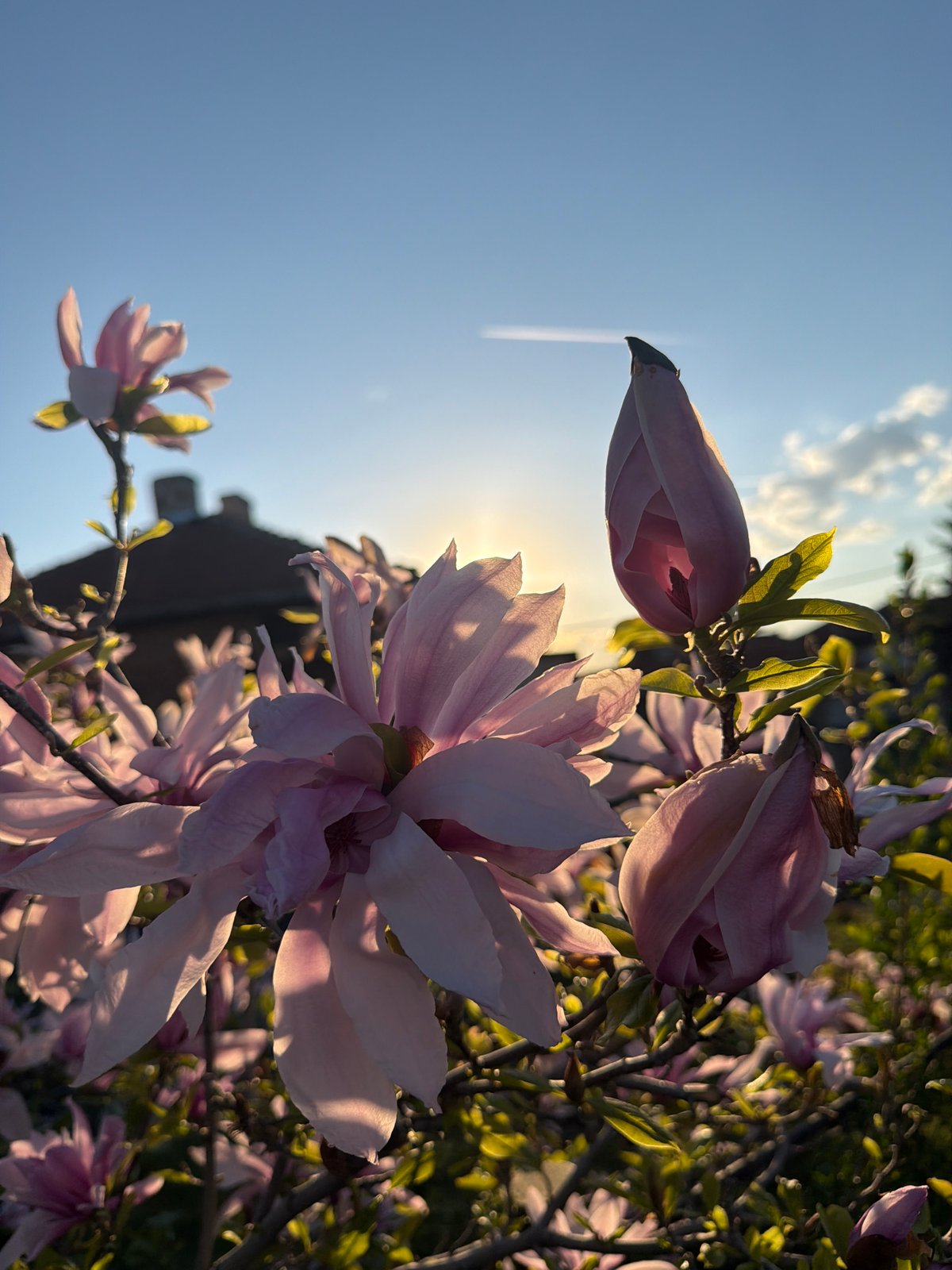 Spring blooms and street life documented in Septemvri, Bulgaria