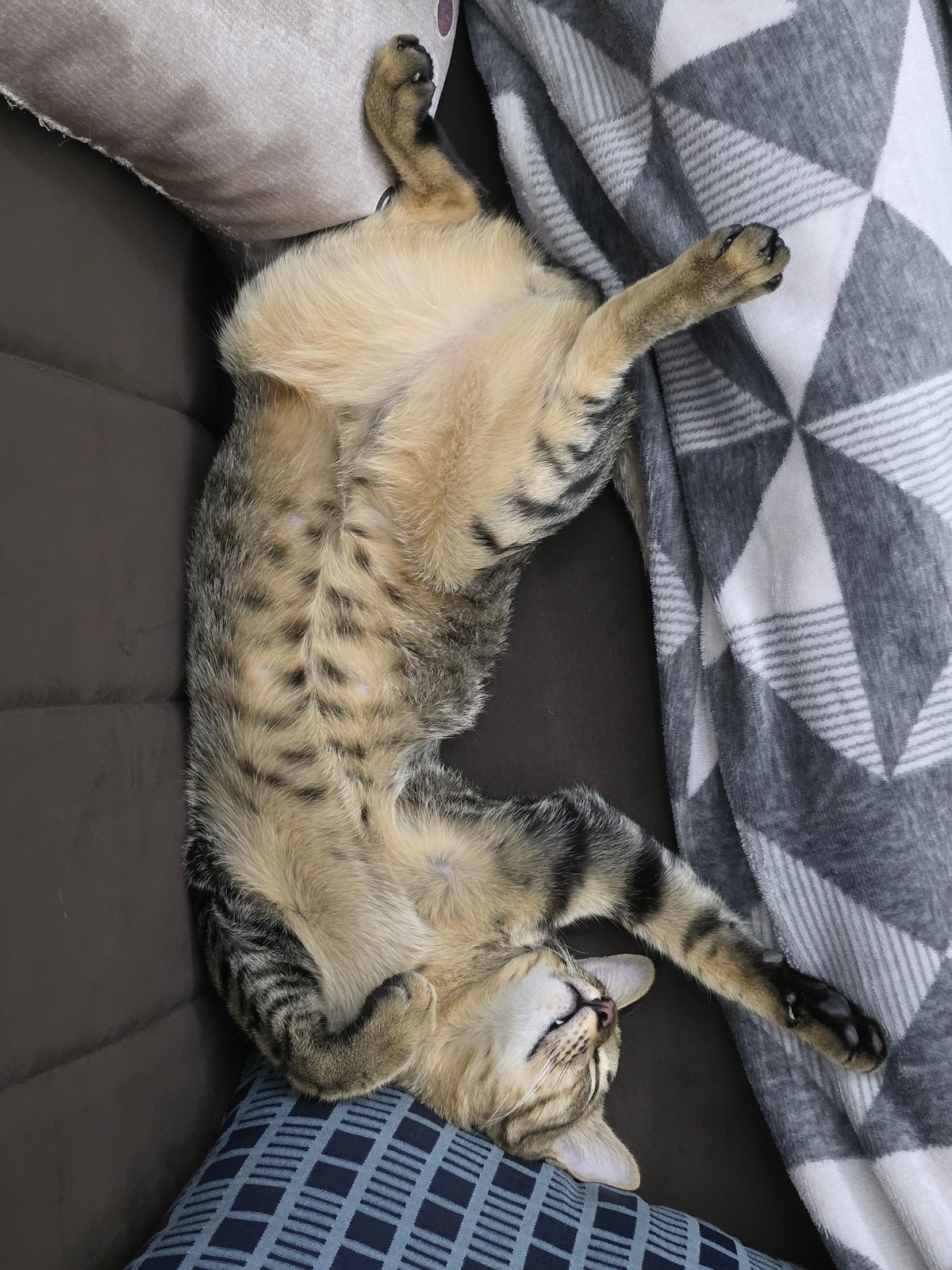 Tabby cat rests peacefully on couch in Pattaya