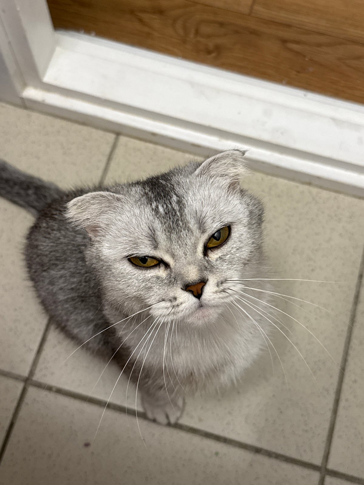 Scottish Fold cat at home in Belarus, late night