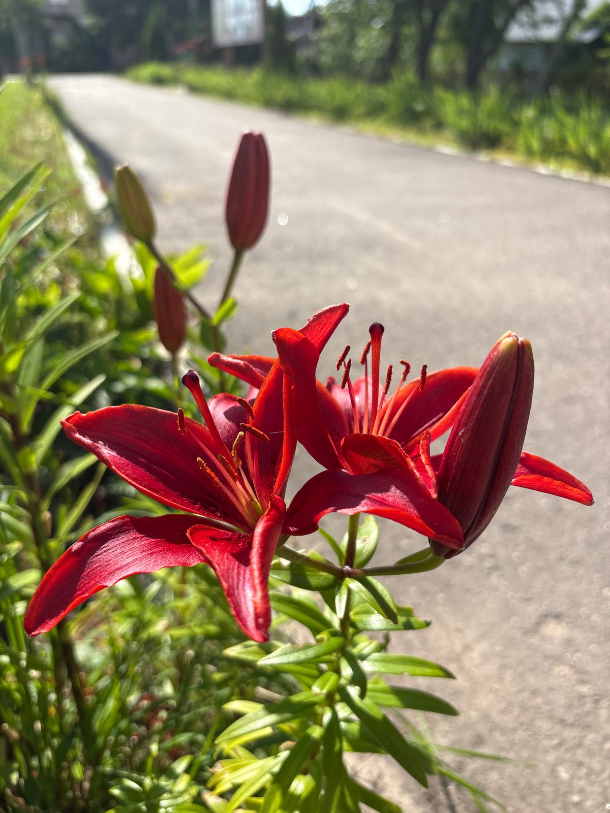 Red and orange lilies blooming in a Bahushewsk garden