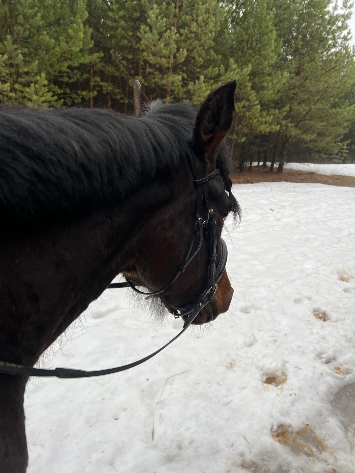 Horseback riders traverse snowy trails in Chaikovsky, Russia