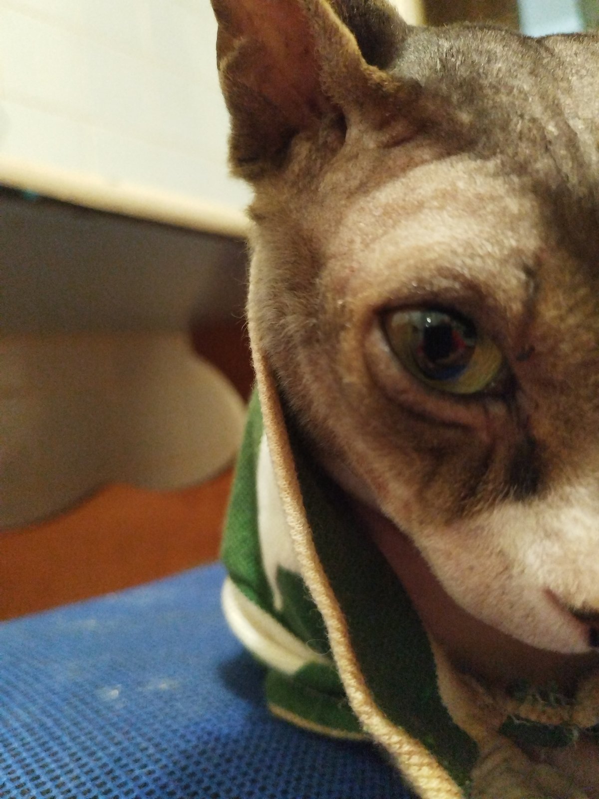 Cozy evening in with dressed-up cats and couples selfies