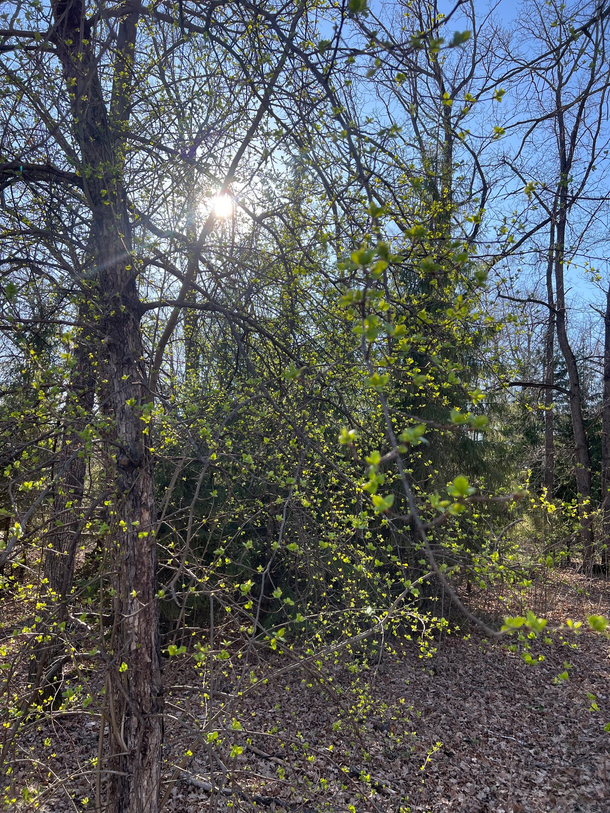 Spring awakening documented at Russian sanatorium woodland retreat