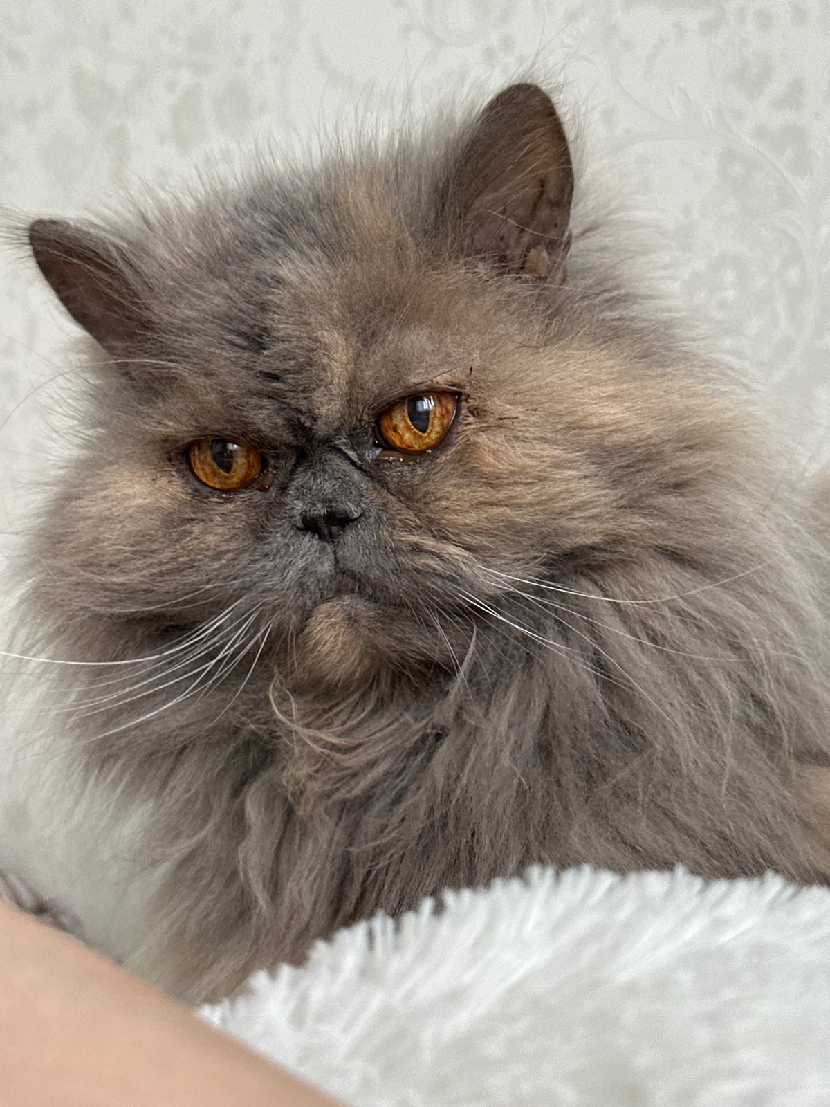 Grey Cat Photographed Resting on Blanket in Chaikovsky
