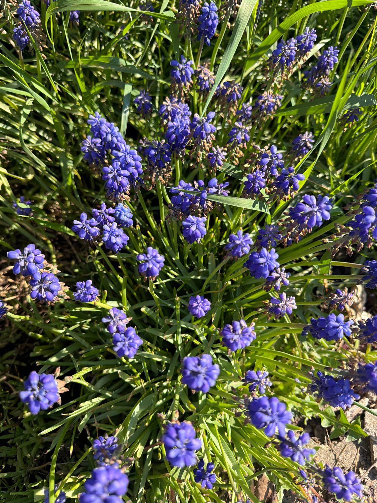 Spring flowers bloom in Bulgarian village garden