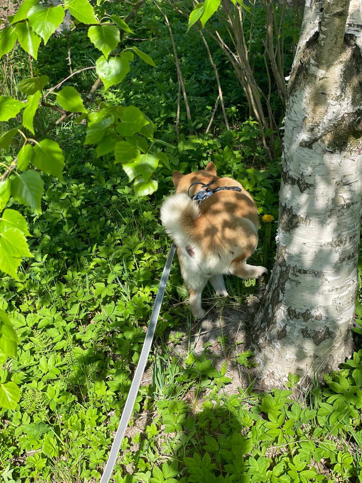 Morning dog walk documented along Sestroretsk waterways