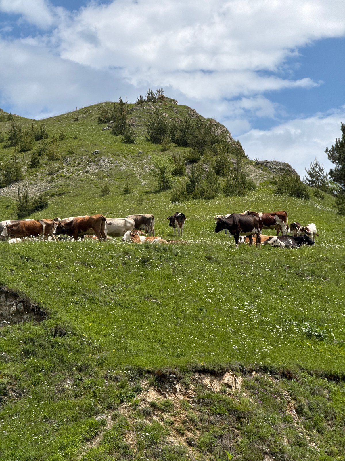 Cattle graze on Armenian hillside amid wildflowers