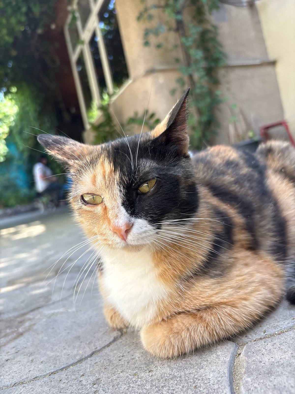Cats and pugs observed in residential Almaty courtyards