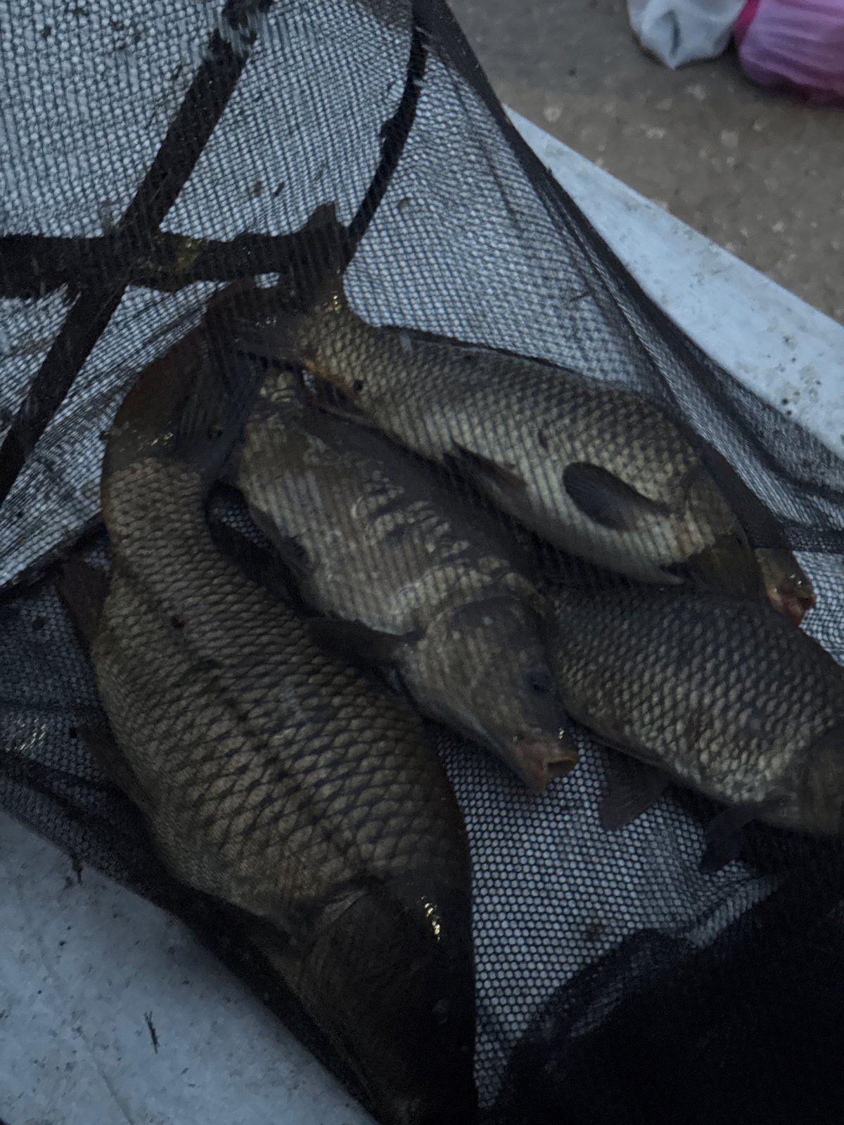 Urban angler catches four carp near canal during evening