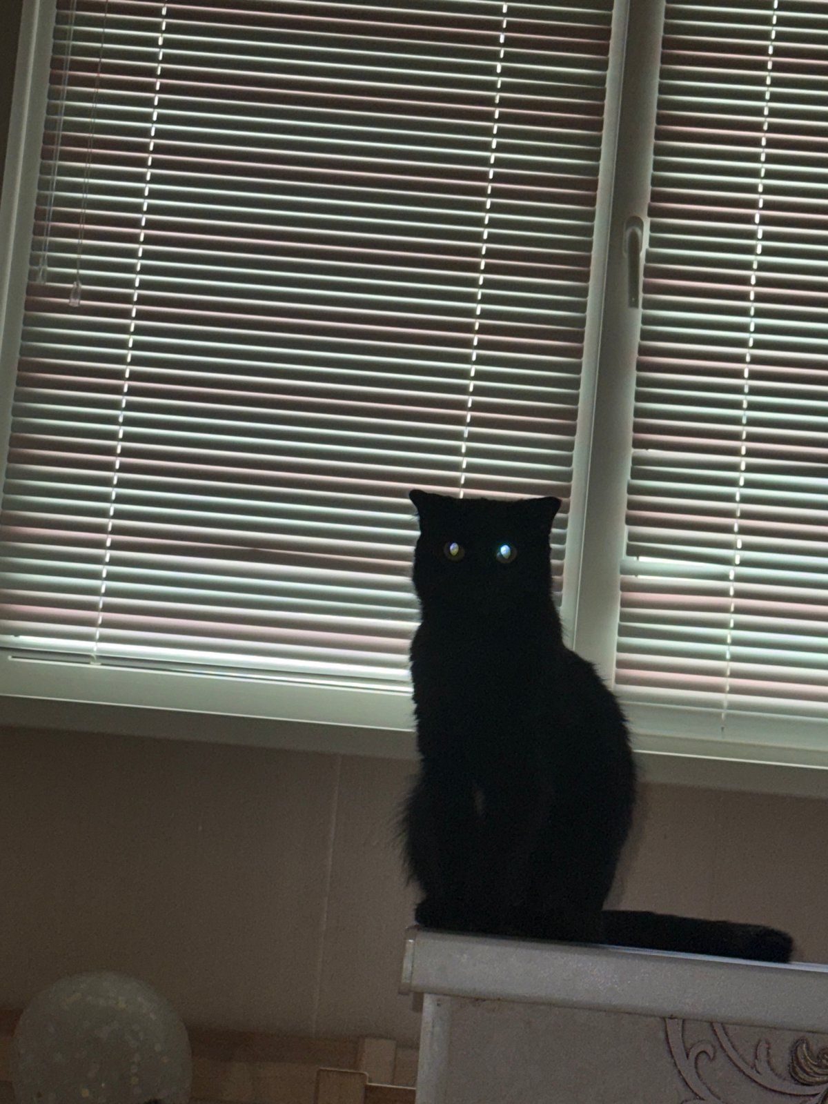 Early morning domestic moments with woman, cat documented in Foki