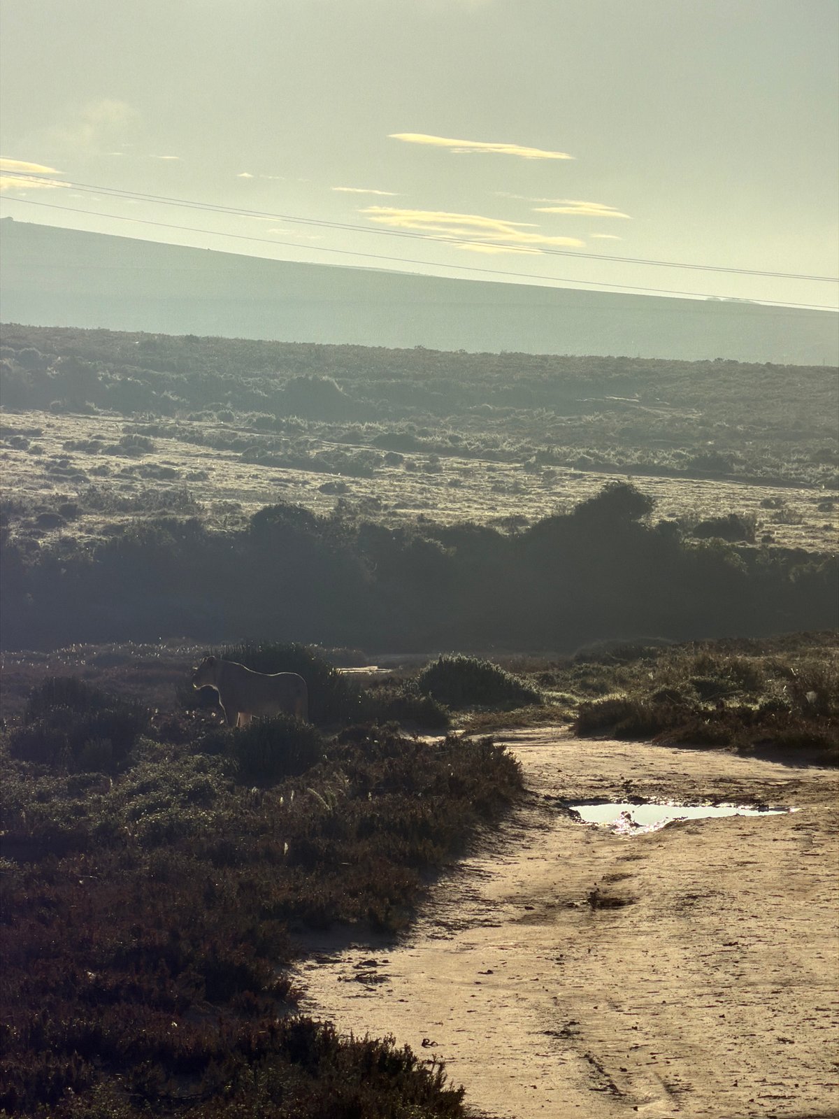 Rural landscape with possible livestock observed in George, South Africa