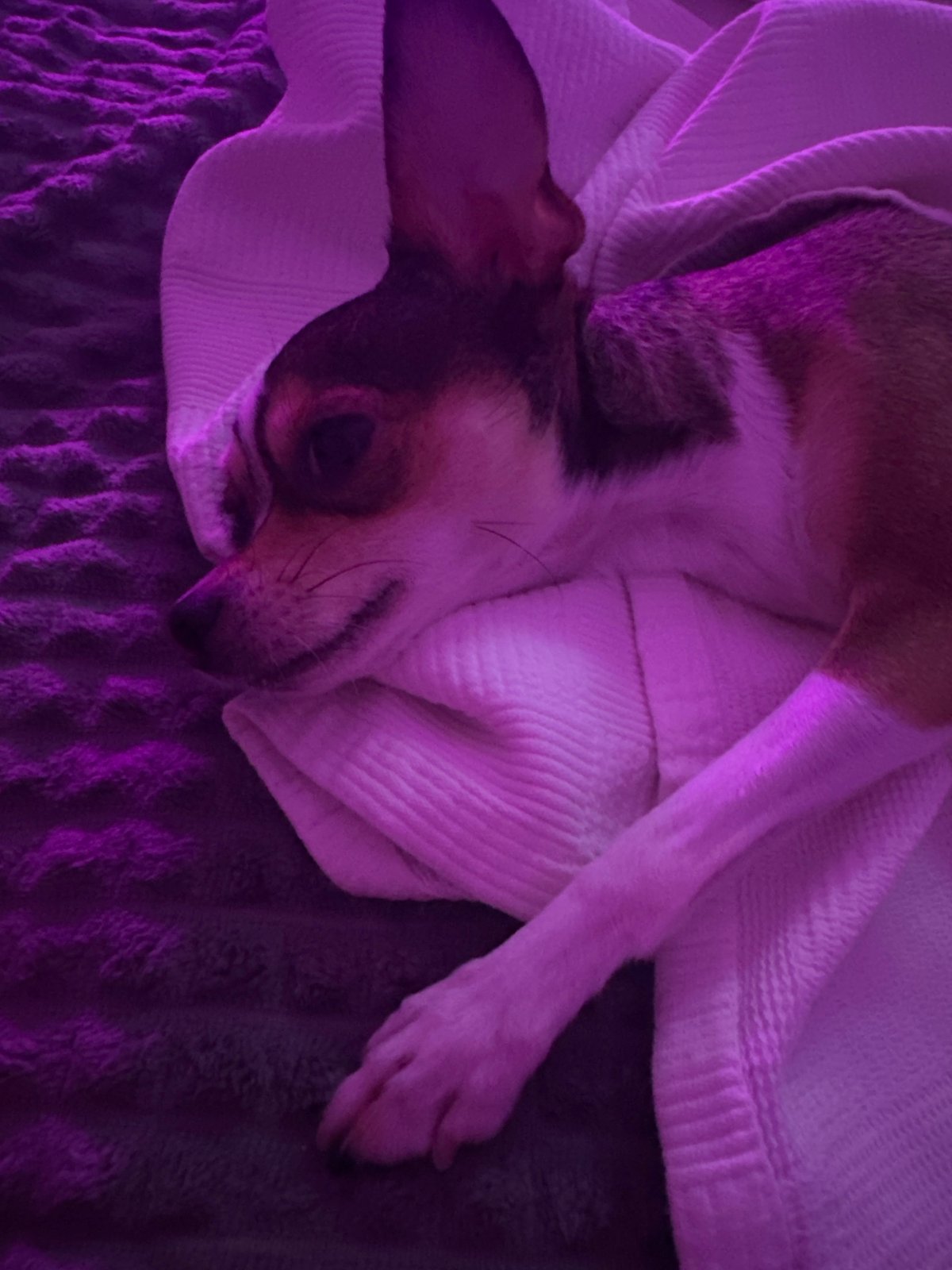 Chill evening with a chihuahua under purple bedroom lights