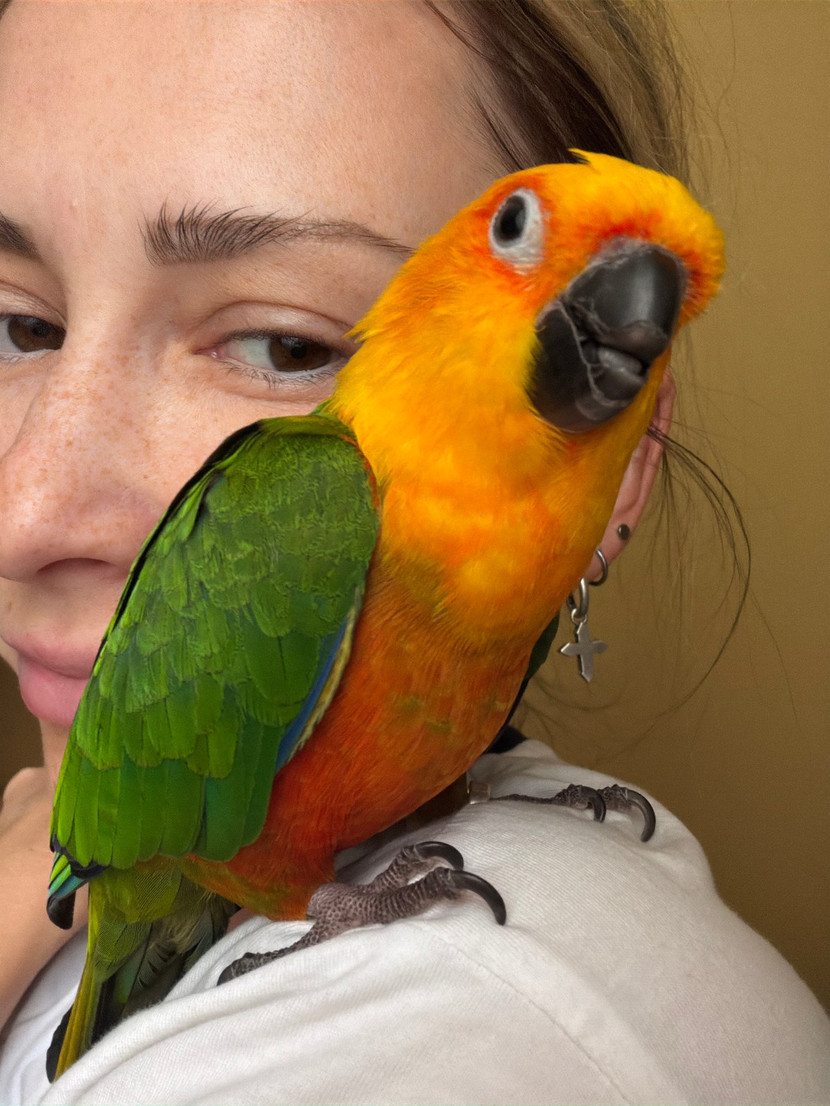 Sun conure parrot chills on a shoulder in Khimki