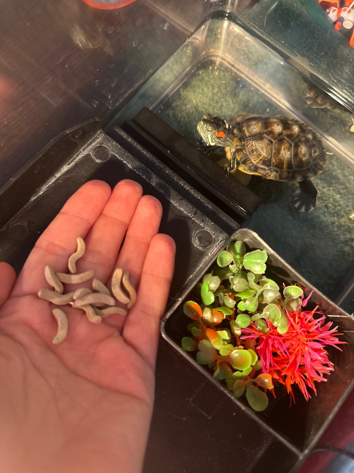 Feeding turtles and home life in a Novoaltaysk apartment