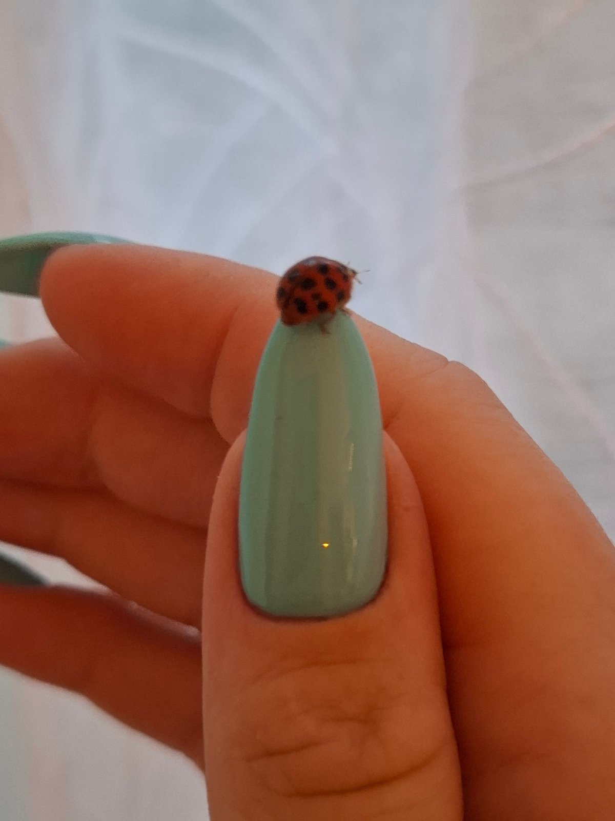 Afternoon cat photos and ladybug spotting in Zemun home