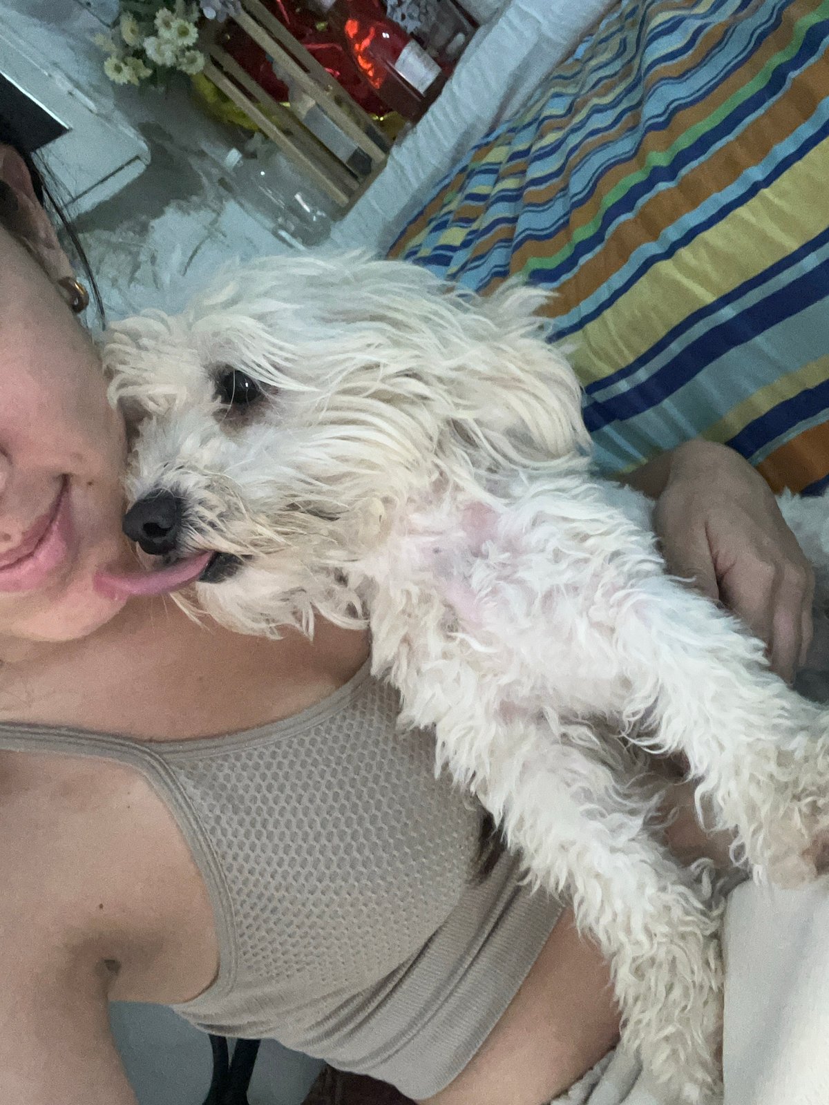 Home grooming session for a small white dog in Juan Griego