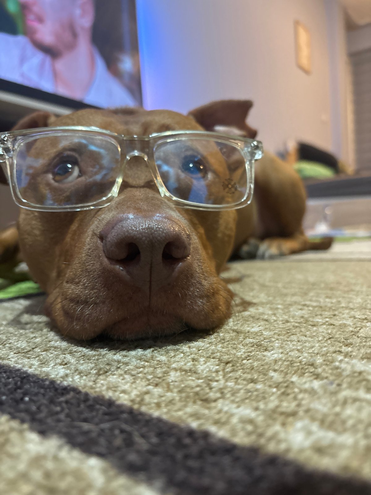Dog Wears Yankees Cap and Glasses in Sofia Photo Session