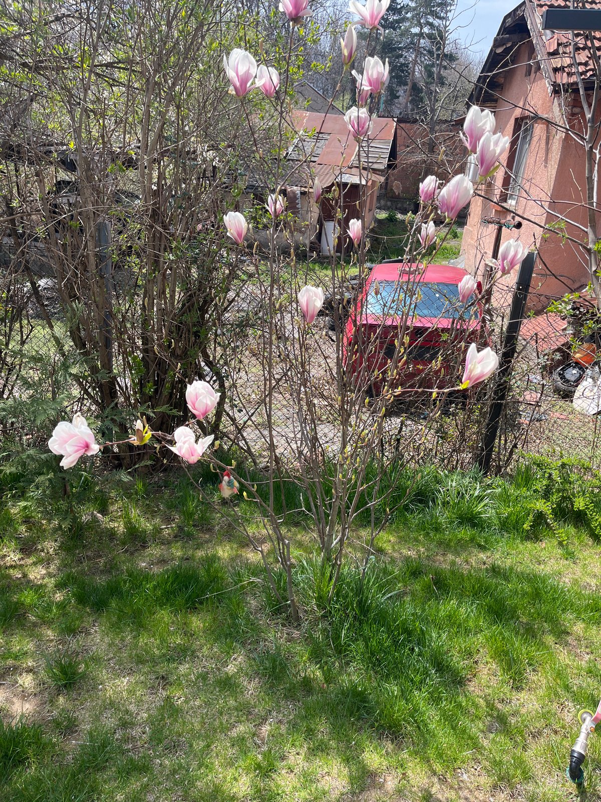 Spring Magnolia blooms captured in Sofia residential garden