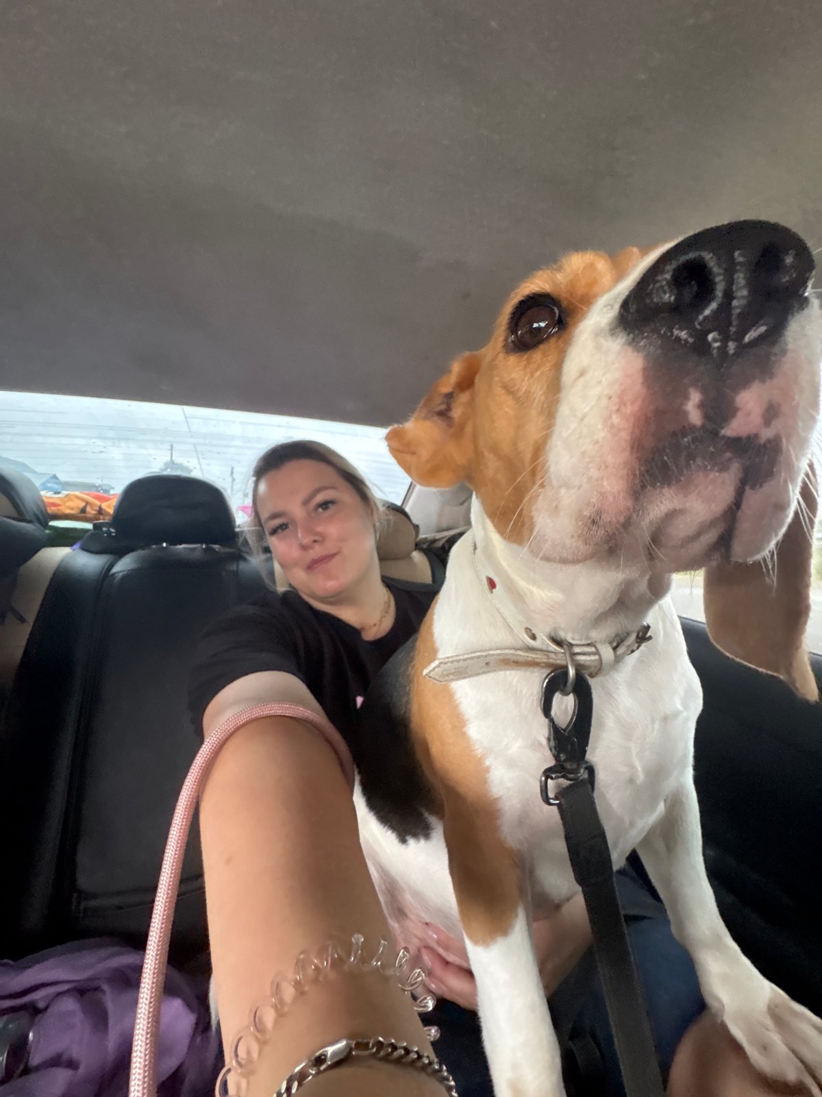 Beagle and backseat passenger on a Russian road trip