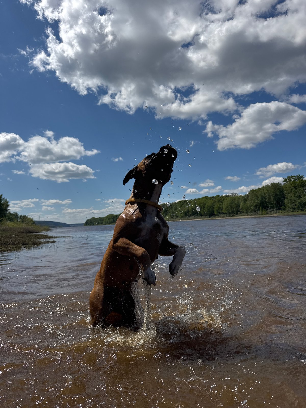Dog plays in river near dam in Chaikovsky, Russia