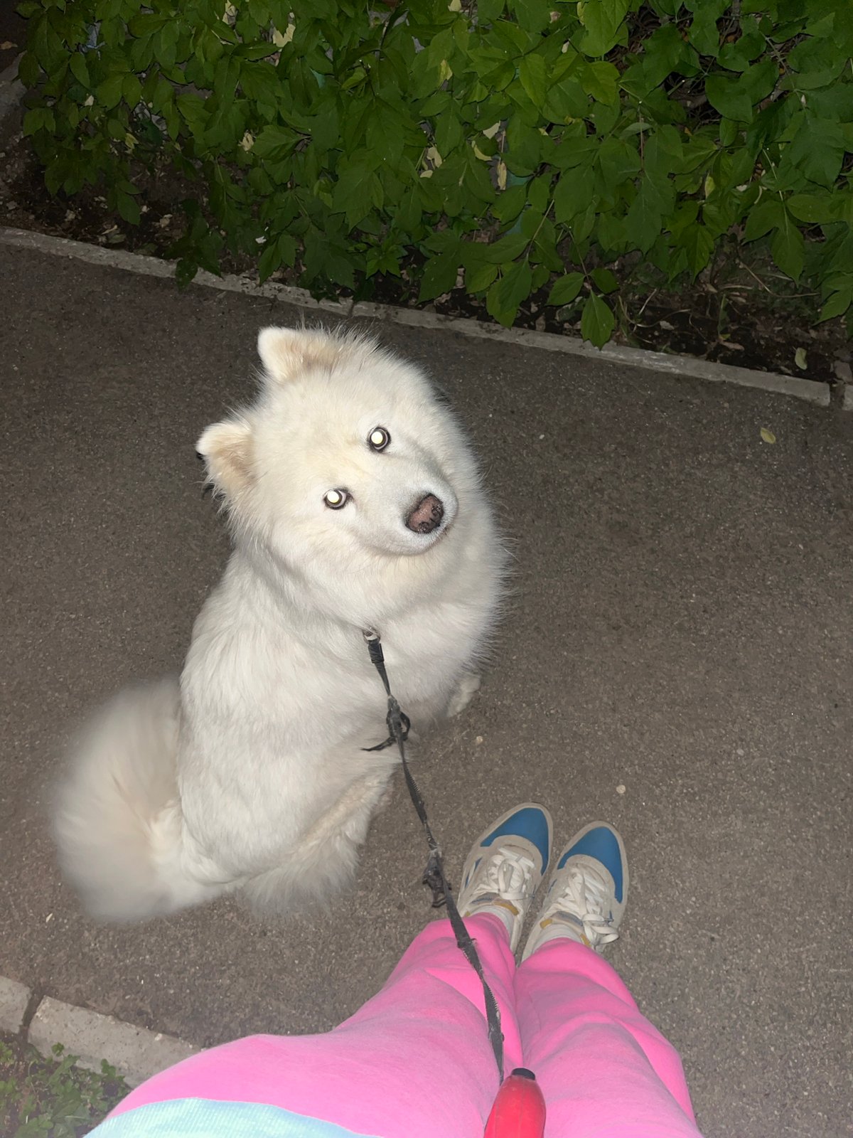 Woman walks Samoyed dog through Samara parks and sidewalks