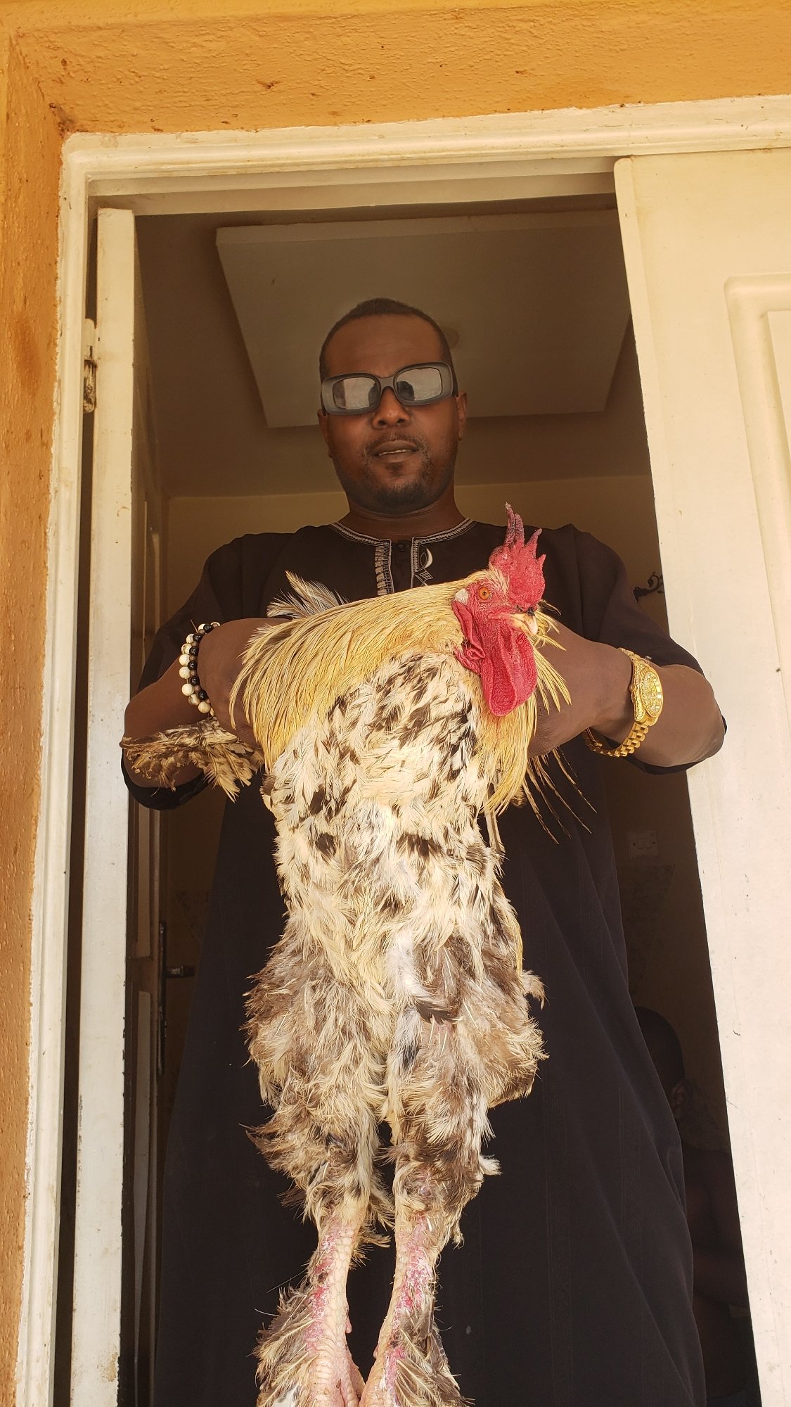 Man with rooster and knife documented in Sabon Tasha