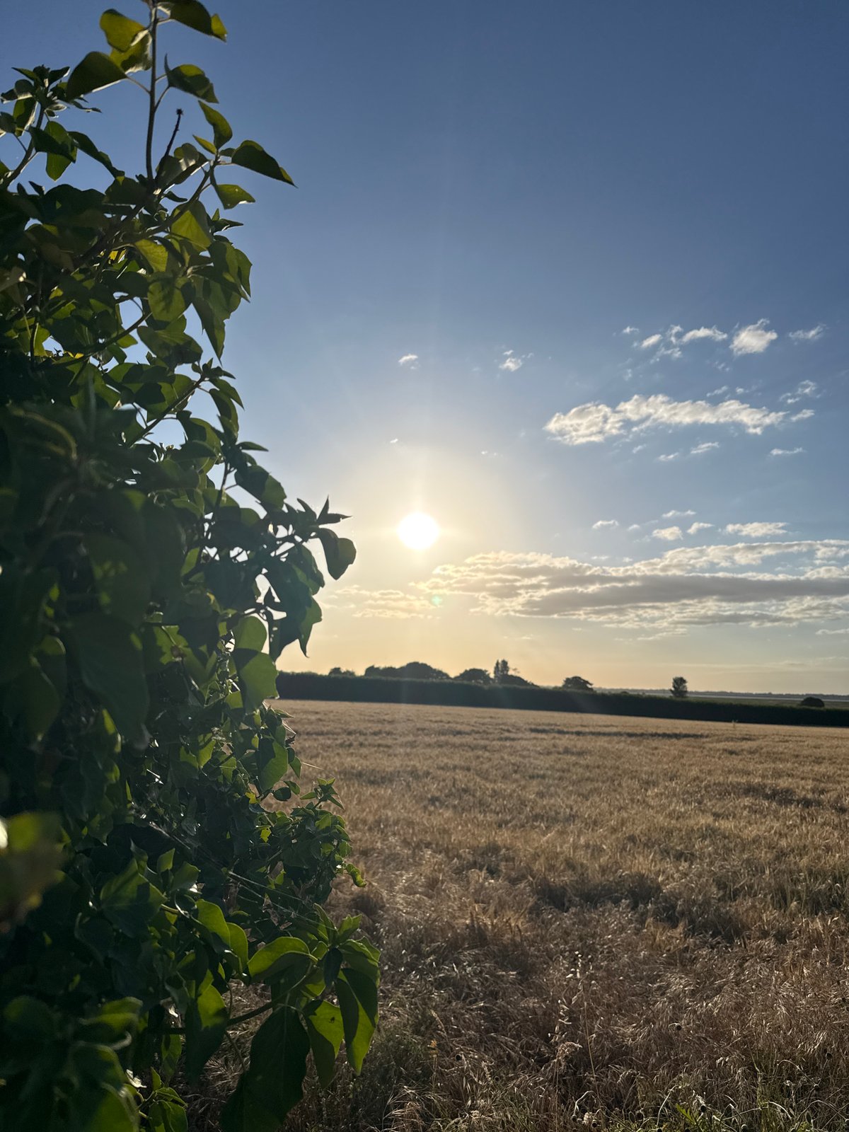 Golden wheat field under blue skies near Great Yarmouth