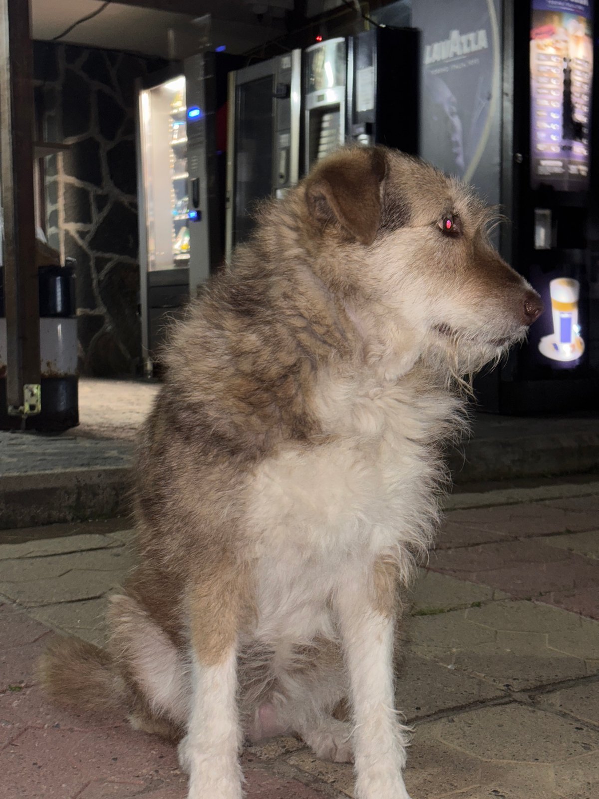 Evening dog sightings and car activities documented in Zlatograd