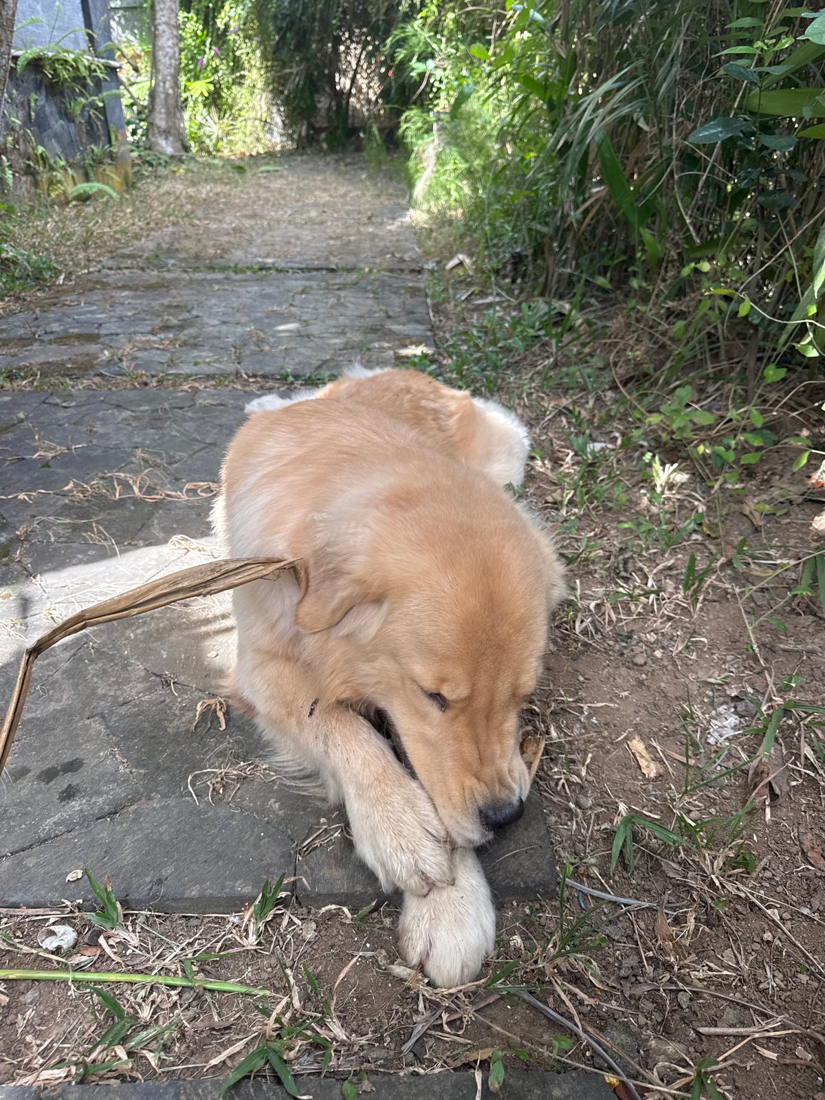 Golden retriever chills on a Bali stone path, stick in mouth