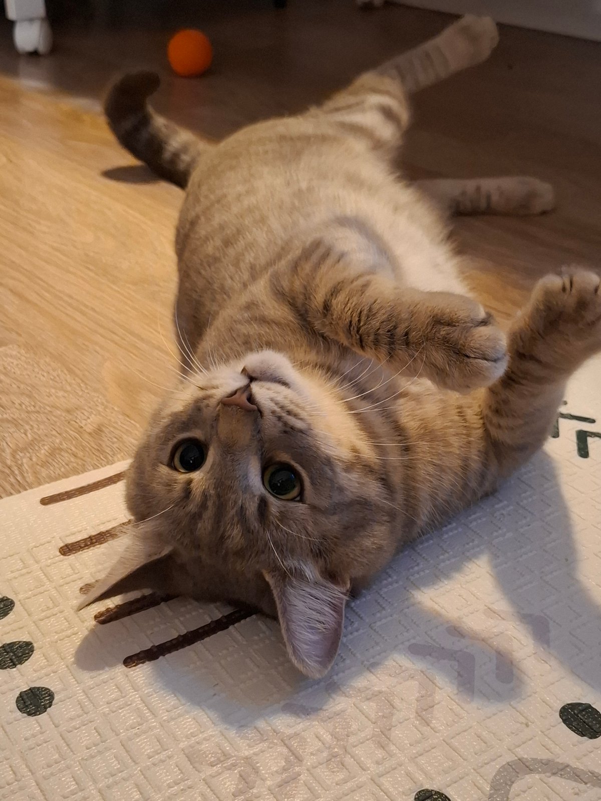 Tabby cat's evening indoor activities in Zemun home