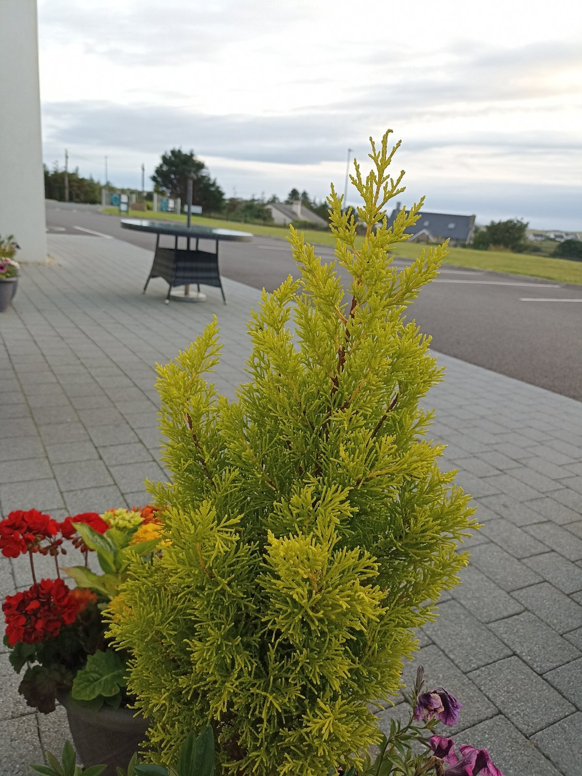 Gardens, geodesic domes, and cats in Donegal