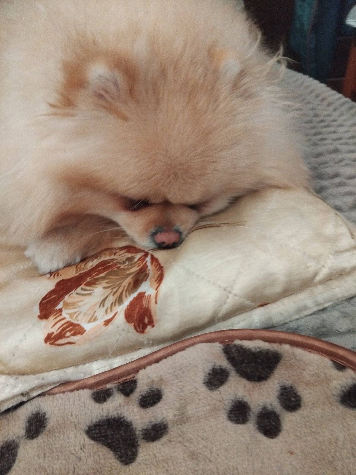 Pomeranian Dog Observed Napping Throughout Morning in Apriltsi