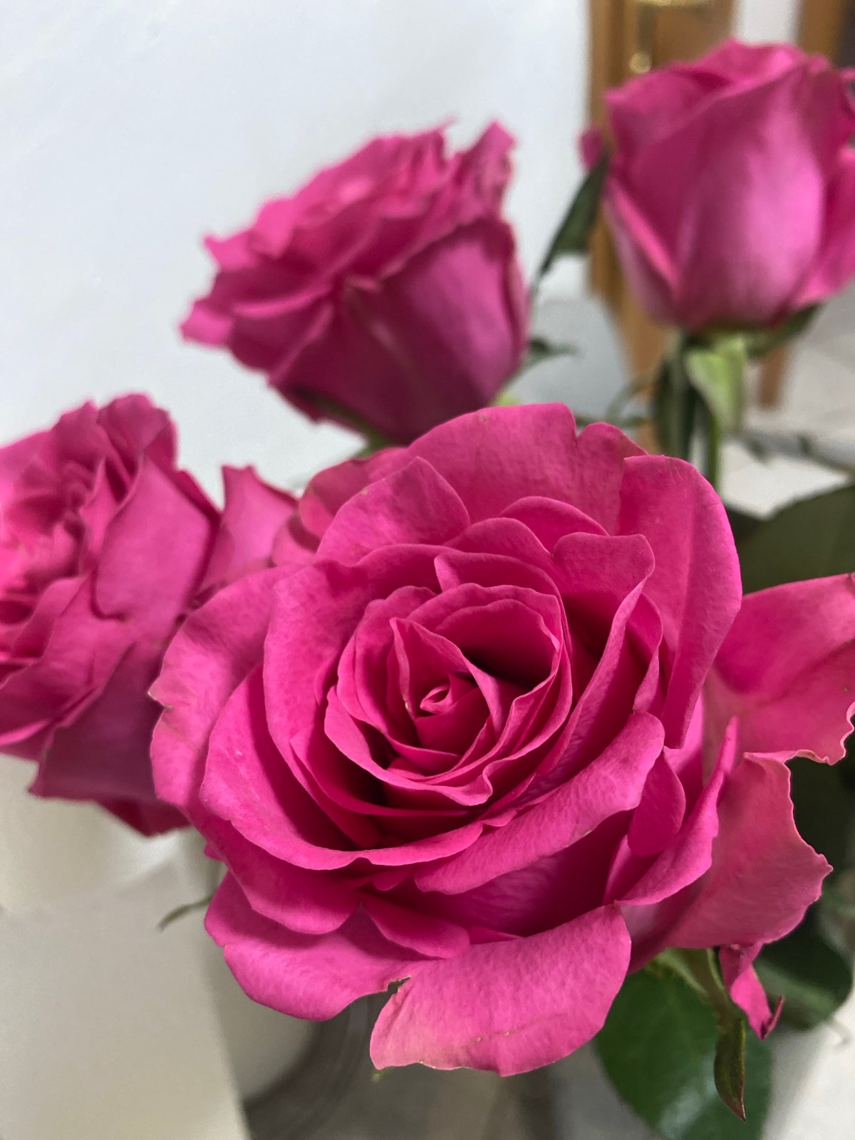 Vibrant pink roses in bloom, Lütjenwestedt