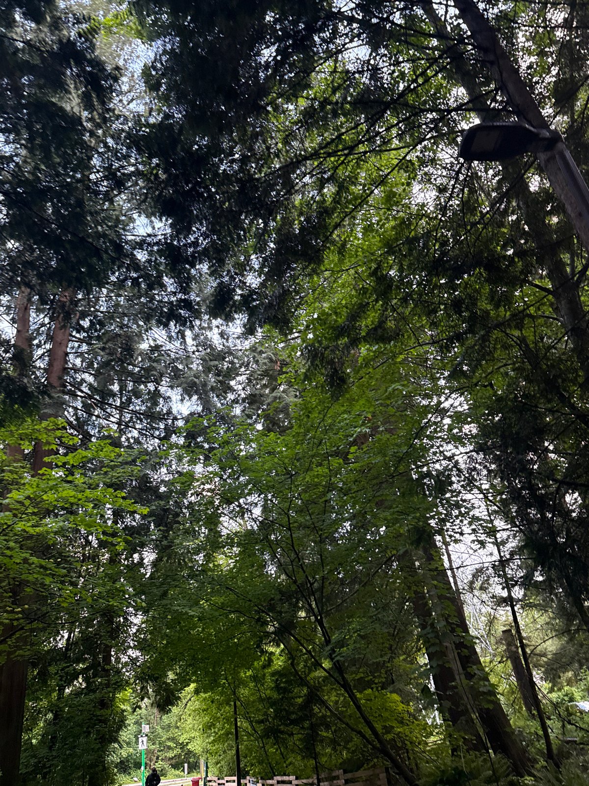 Forest canopy with light fixture observed in North Vancouver