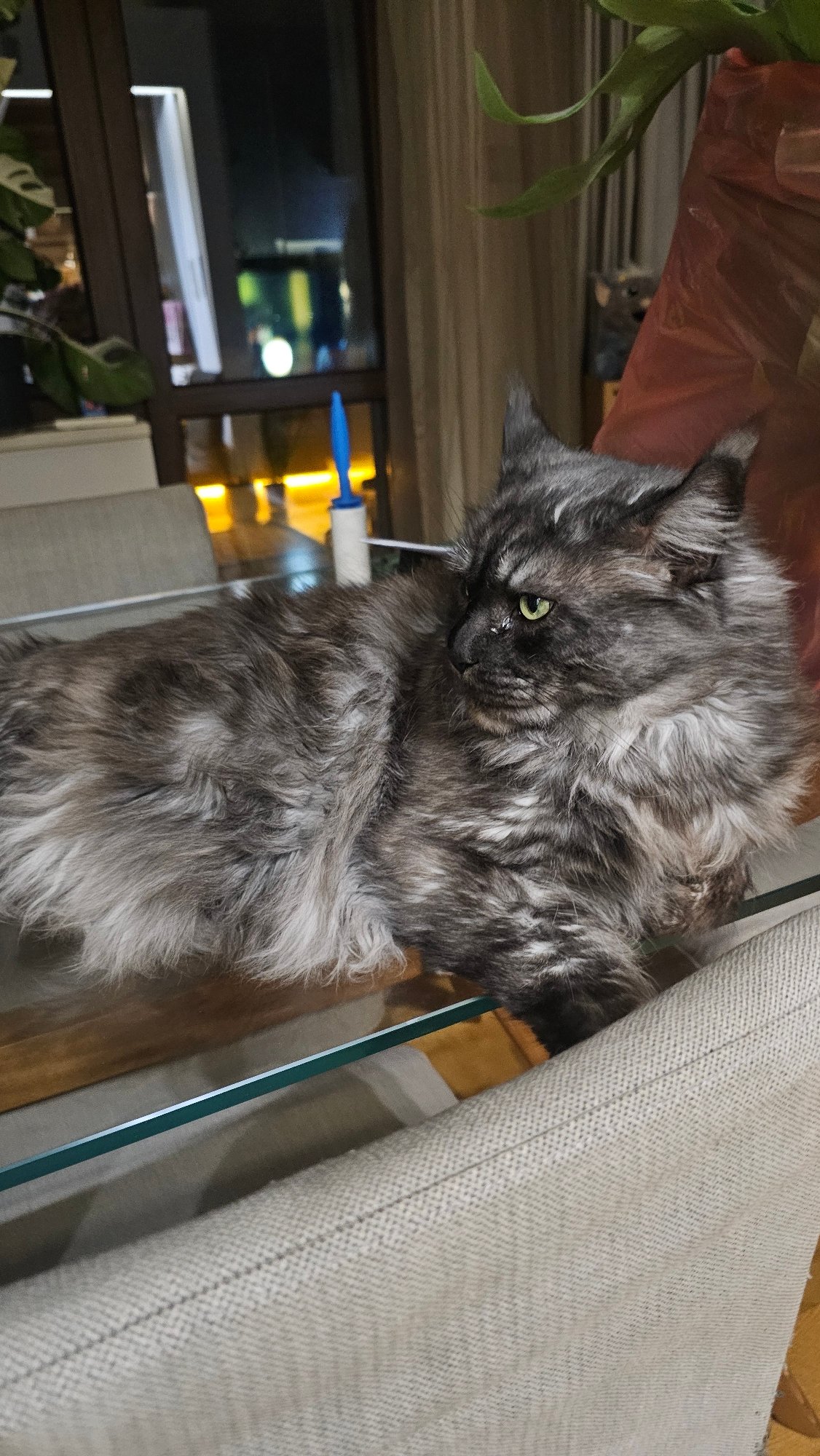 Gray cat photographed in awkward position on glass surface